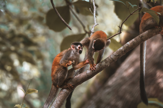 View of two squirrel monkeys interacting on a tree branch in the lush rainforest of Costa Rica.