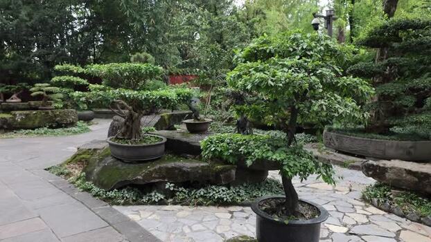 View of bonsai trees in a garden China. View of bonsai trees in a garden China.