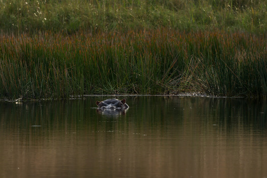 View of a hippopotamus submerged in a calm pond with tall reeds in the background at Welgevonden Game Reserve in Waterberg District Municipality Limpopo South Africa.