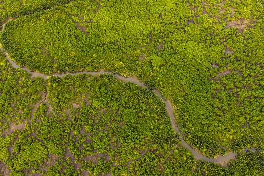 Aerial view of a winding river flowing through a dense green mangrove forest in the Niger Delta region Opobo Town Rivers Nigeria. Aerial view of a winding river flowing through a dense green mangrove forest in the Niger Delta region Opobo Town Rivers Nigeria.