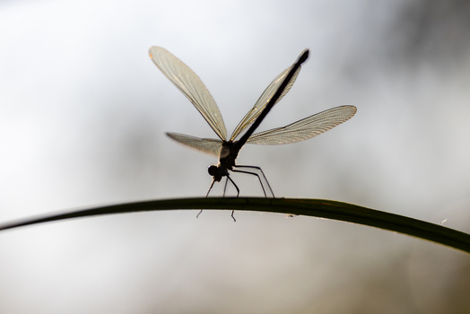 View of a dragonfly perched on a blade of grass with translucent wings backlit by soft light in Wittenheim Grand Est France. View of a dragonfly perched on a blade of grass with translucent wings backlit by soft light in Wittenheim Grand Est France.