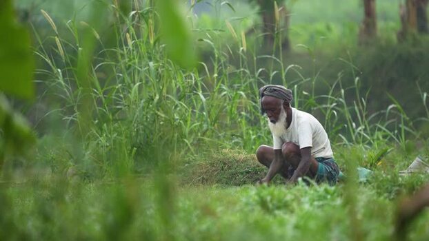 View of an elderly farmer working in a green field Bangladesh.