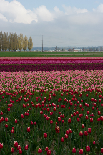 View of vibrant rows of blooming tulips in a field under a cloudy sky in La Conner Washington United States.