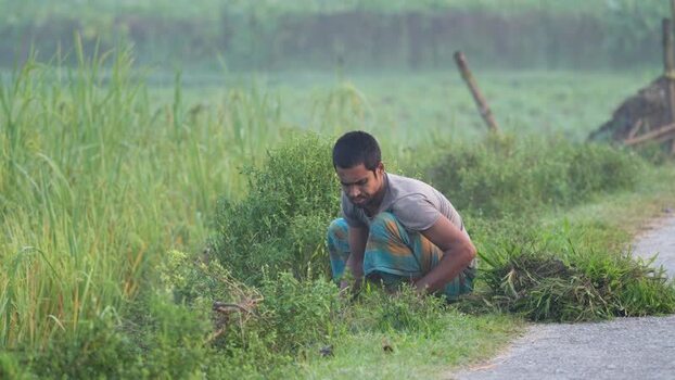 View of a man harvesting grass in a green field Bangladesh. View of a man harvesting grass in a green field Bangladesh.