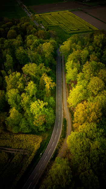 Aerial view of a winding road cutting through a lush green forest with vibrant yellow rapeseed fields in the countryside of Sehnde Germany.