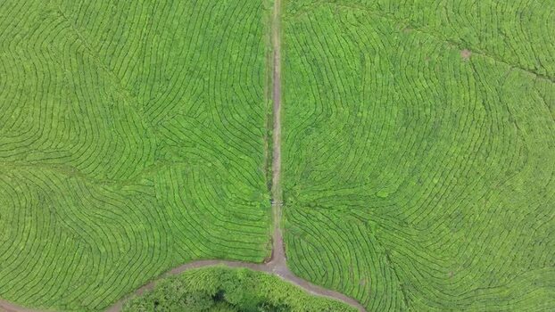 Aerial view of Bois Cheri tea plantation Mauritius. Aerial view of Bois Cheri tea plantation Mauritius.
