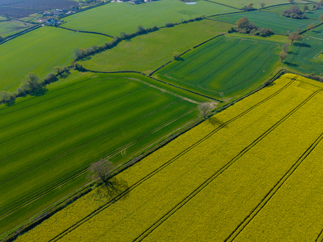 Aerial view of vibrant yellow rapeseed fields adjacent to lush green agricultural pastures with hedgerows and scattered trees in the countryside of Stone England United Kingdom. Aerial view of vibrant yellow rapeseed fields adjacent to lush green agricultural pastures with hedgerows and scattered trees in the countryside of Stone England United Kingdom.