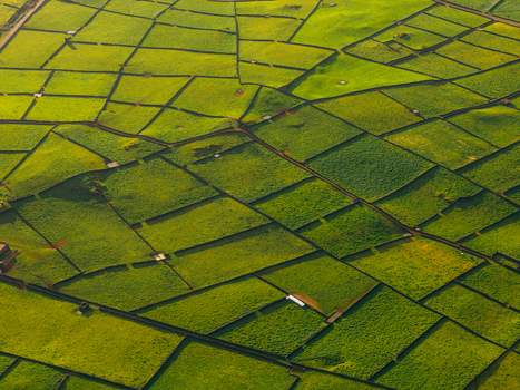 Aerial view of the lush green pastures and volcanic stone walls of Pico Dona Joana geodesico under warm golden light in Feteira Acores Portugal. Aerial view of the lush green pastures and volcanic stone walls of Pico Dona Joana geodesico under warm golden light in Feteira Acores Portugal.