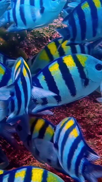 View of sergeant major fish swimming underwater Indonesia. View of sergeant major fish swimming underwater Indonesia.