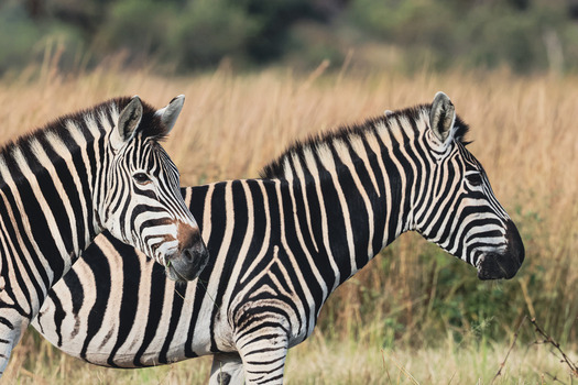 View of two zebras standing in the tall dry grass of the savannah at Welgevonden Game Reserve Waterberg District Municipality Limpopo South Africa.