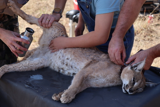 View of Finfoot Lake Reserve By Dream Resorts where researchers examine and collar a caracal in Bojating North West South Africa.
