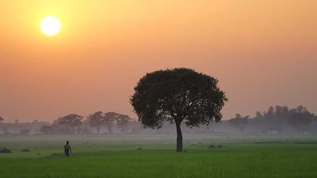 View of a lone tree in a green field at sunrise in Bangladesh. View of a lone tree in a green field at sunrise in Bangladesh.