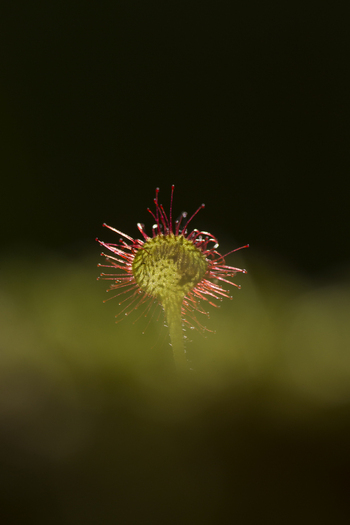 View of a Common Sundew plant with its sticky glandular tentacles glistening in the light set against a dark blurred background in the United Kingdom. View of a Common Sundew plant with its sticky glandular tentacles glistening in the light set against a dark blurred background in the United Kingdom.