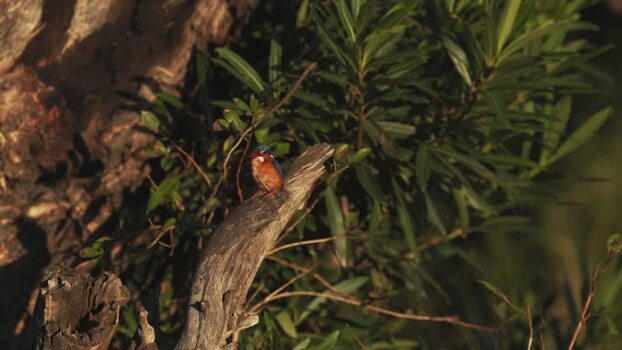 View of a kingfisher perched on a branch South Africa.