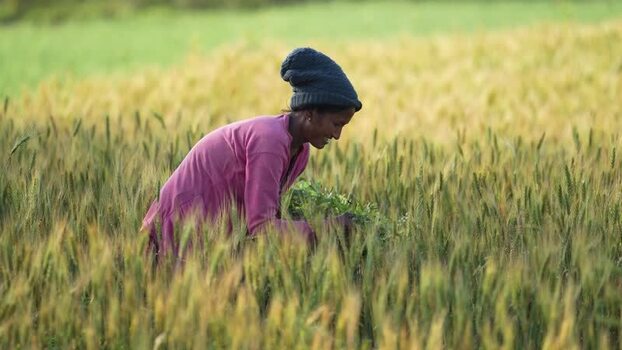 View of a woman working in a wheat field in Nepal.