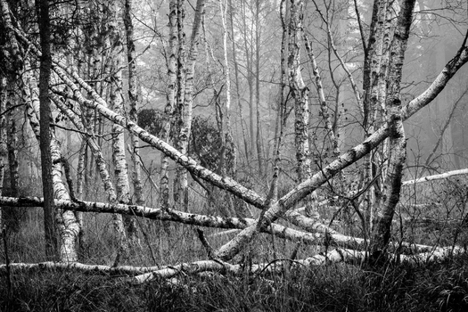 View of birch trees in a misty forest with fallen trunks and dense fog in Debrzno Pomeranian Voivodeship Poland. View of birch trees in a misty forest with fallen trunks and dense fog in Debrzno Pomeranian Voivodeship Poland.