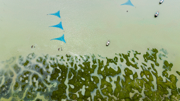 Aerial view of fishing nets placed in shallow coastal waters with small boats and lush green marshland in Patharghata Barisal Division Bangladesh. Aerial view of fishing nets placed in shallow coastal waters with small boats and lush green marshland in Patharghata Barisal Division Bangladesh.