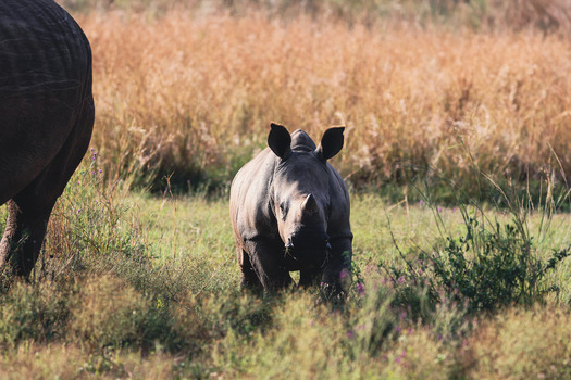 View of a young rhinoceros calf walking through the tall golden grass of the savanna in Welgevonden Game Reserve Waterberg District Municipality Limpopo South Africa.