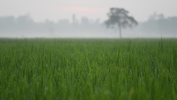 View of lush green rice fields with morning dew in Bangladesh.
