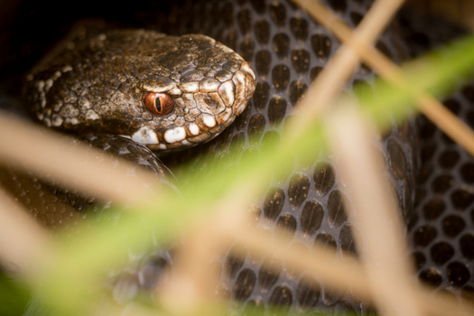 View of a European adder snake with distinctive patterned scales and reddish eyes resting in the grass in Debrzno Pomeranian Voivodeship Poland. View of a European adder snake with distinctive patterned scales and reddish eyes resting in the grass in Debrzno Pomeranian Voivodeship Poland.
