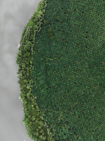 Aerial view of dense green tropical vegetation along a riverbank in Costa Rica.