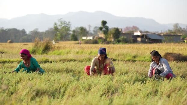 View of women working in a rural field Nepal.