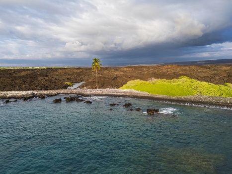 Aerial view of Waikoloa Beach with a lone palm tree standing on dark volcanic lava rock by the turquoise ocean under a cloudy sky Waikoloa Village Hawaii United States.