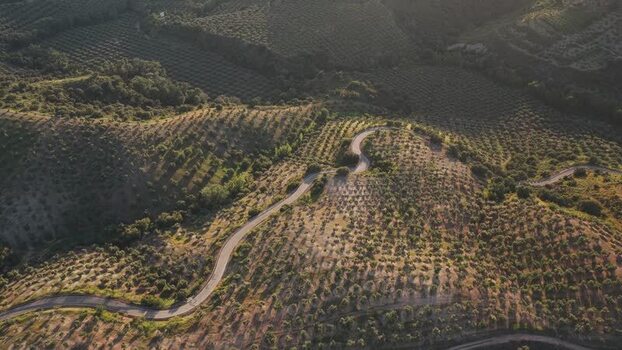 Aerial view of winding road through olive groves Spain.