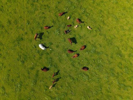 Aerial view of a herd of brown and white cattle grazing in a lush green pasture in Lisburn Northern Ireland United Kingdom. Aerial view of a herd of brown and white cattle grazing in a lush green pasture in Lisburn Northern Ireland United Kingdom.