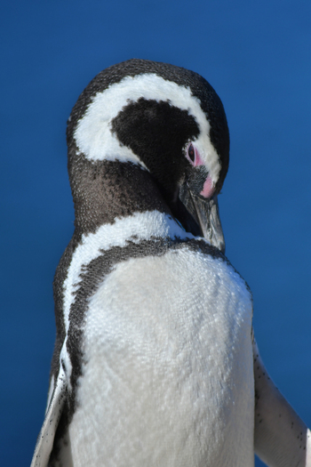 View of a Magellanic penguin preening its black and white feathers against a deep blue sea background at Puerto Piramides in Puerto Madryn Chubut Argentina. View of a Magellanic penguin preening its black and white feathers against a deep blue sea background at Puerto Piramides in Puerto Madryn Chubut Argentina.