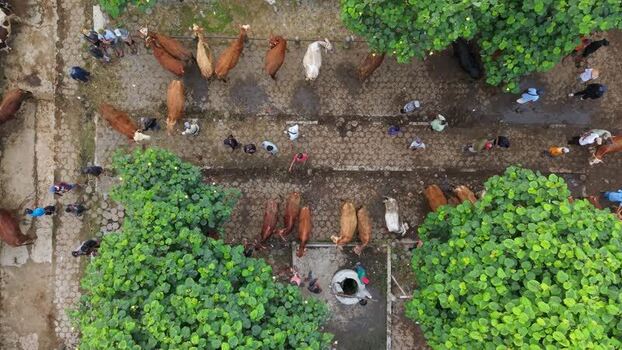 Aerial view of Animal Market Prambanan Indonesia. Aerial view of Animal Market Prambanan Indonesia.