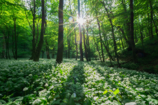 View of sunlight filtering through tall trees onto a carpet of wild garlic flowers in the Hrudky area of the Little Carpathians near Plavecky Peter Trnavsky kraj Slovakia. View of sunlight filtering through tall trees onto a carpet of wild garlic flowers in the Hrudky area of the Little Carpathians near Plavecky Peter Trnavsky kraj Slovakia.