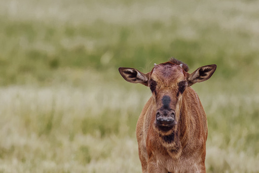 View of a young wildebeest calf standing in the tall grass of the savanna at Welgevonden Game Reserve Waterberg District Municipality Limpopo South Africa. View of a young wildebeest calf standing in the tall grass of the savanna at Welgevonden Game Reserve Waterberg District Municipality Limpopo South Africa.