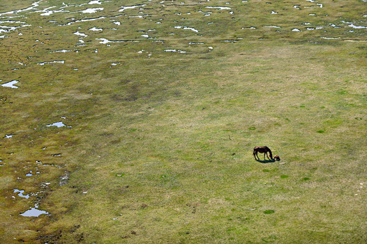 Aerial view of a horse and foal grazing in a vast flat grassy field with small pools of water in Becej Vojvodina Serbia.