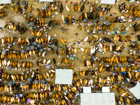 Aerial view of Baish Mowza Sarak Bazar filled with numerous cattle and people gathering under umbrellas in Nabinagar Chittagong Division Bangladesh. Aerial view of Baish Mowza Sarak Bazar filled with numerous cattle and people gathering under umbrellas in Nabinagar Chittagong Division Bangladesh.