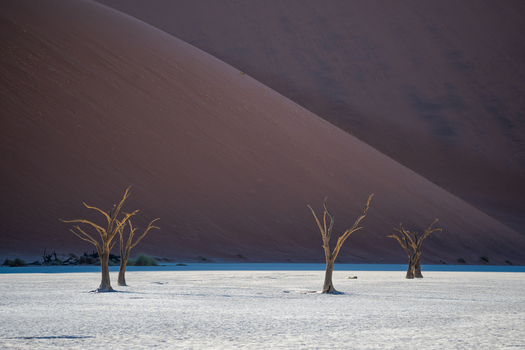 View of stark sun bleached trees rise from the cracked earth against the backdrop of the enormous rust colored dune Sossusvlei Hardap Region Namibia. View of stark sun bleached trees rise from the cracked earth against the backdrop of the enormous rust colored dune Sossusvlei Hardap Region Namibia.