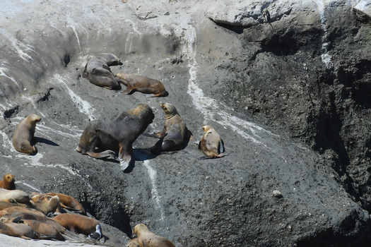 View of sea lions resting on the rugged rocky cliffs of Puerto Piramides under bright sunlight Puerto Madryn Chubut Argentina. View of sea lions resting on the rugged rocky cliffs of Puerto Piramides under bright sunlight Puerto Madryn Chubut Argentina.