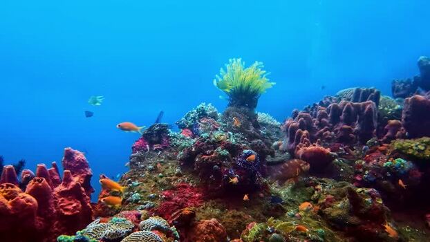 View of vibrant coral reef ecosystem in Indonesia.