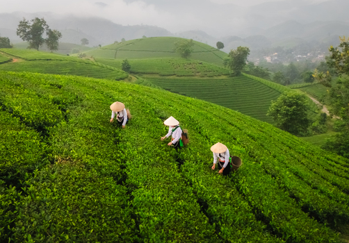 Aerial view of tea pickers wearing traditional conical hats working in the lush green tea fields of Long Coc Tea Hill in Long Coc Phu Tho Vietnam.