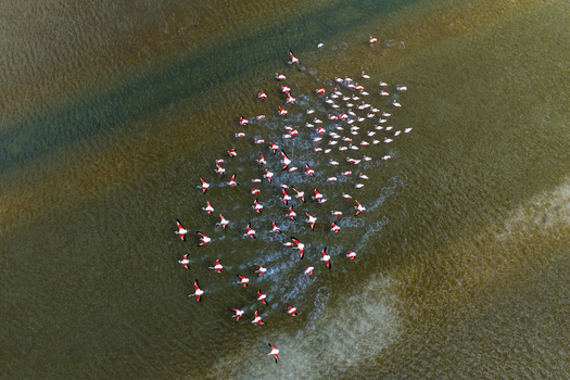 Aerial view of a vibrant flock of flamingos taking flight over the tranquil shallow waters of the salt flats San Pedro del Pinatar Region of Murcia Spain. Aerial view of a vibrant flock of flamingos taking flight over the tranquil shallow waters of the salt flats San Pedro del Pinatar Region of Murcia Spain.