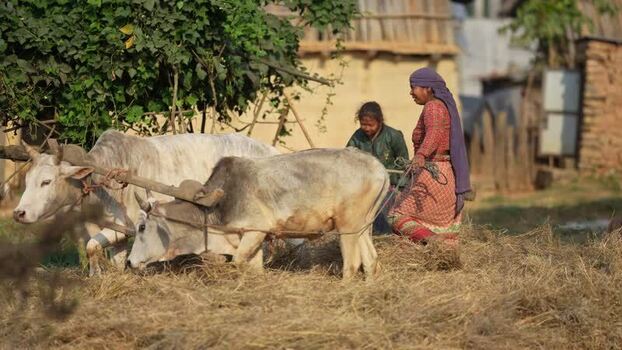 View of oxen plowing a field with a woman Nepal. View of oxen plowing a field with a woman Nepal.