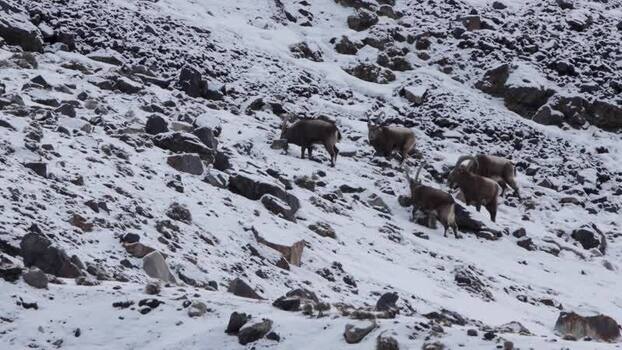 View of mountain animals in Khunjerab National Park Pakistan. View of mountain animals in Khunjerab National Park Pakistan.