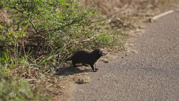 View of a mongoose in Kruger National Park South Africa.
