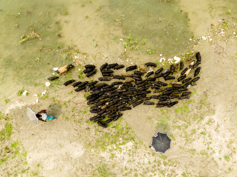 Aerial view of a large herd of black pigs being herded by people with umbrellas along a sandy riverbank in Bogura Rajshahi Division Bangladesh. Aerial view of a large herd of black pigs being herded by people with umbrellas along a sandy riverbank in Bogura Rajshahi Division Bangladesh.