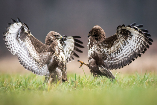 View of two common buzzards with wings spread wide engaged in a territorial dispute on a grassy field in Debrzno Pomeranian Voivodeship Poland. View of two common buzzards with wings spread wide engaged in a territorial dispute on a grassy field in Debrzno Pomeranian Voivodeship Poland.