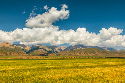 View of the vast golden wheat fields stretching towards the rugged mountain range under a bright blue sky with fluffy white clouds in At Bashi District Naryn Region Kyrgyzstan. View of the vast golden wheat fields stretching towards the rugged mountain range under a bright blue sky with fluffy white clouds in At Bashi District Naryn Region Kyrgyzstan.