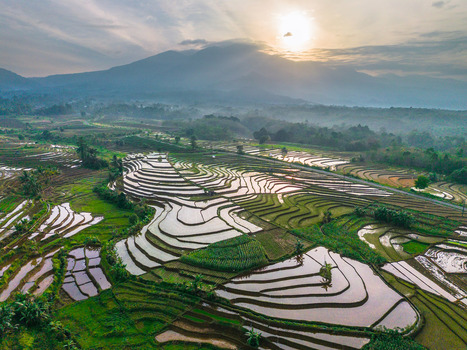 Aerial view of Tegalalang rice terraces with lush green paddies reflecting the golden hour sunlight against a backdrop of misty mountains in Tegalalang Bali Indonesia.