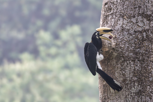 View of an Oriental Pied Hornbill perched on a tree trunk with a fruit in its beak against a forest background in Dehong Dai and Jingpo Autonomous Prefecture Yunnan China. View of an Oriental Pied Hornbill perched on a tree trunk with a fruit in its beak against a forest background in Dehong Dai and Jingpo Autonomous Prefecture Yunnan China.