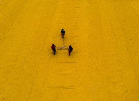 Brahmanbaria Bangladesh 15 August 2021 Aerial view of workers spreading and drying golden turmeric on a large field creating a vibrant yellow pattern.
