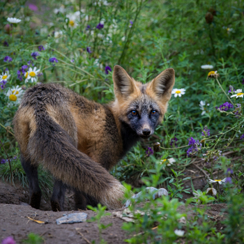 View of a cross fox standing in a field of wildflowers in Yellowstone National Park United States. View of a cross fox standing in a field of wildflowers in Yellowstone National Park United States.